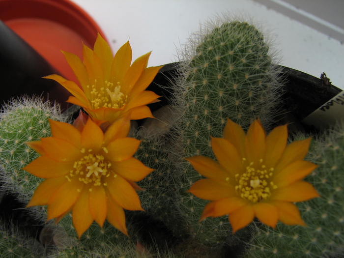 fabrisii v.aureiflora (1) - Rebutia