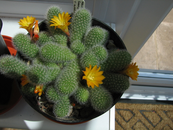 fabrisii v.aureiflora (2) - Rebutia