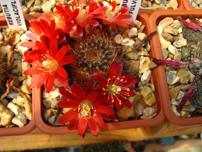 fulviseta (1) - Rebutia