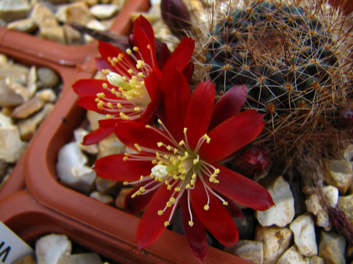 fulviseta - Rebutia