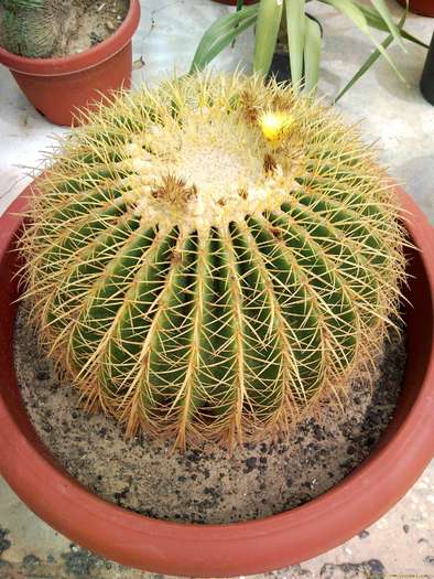 echinocactus_grusoni7