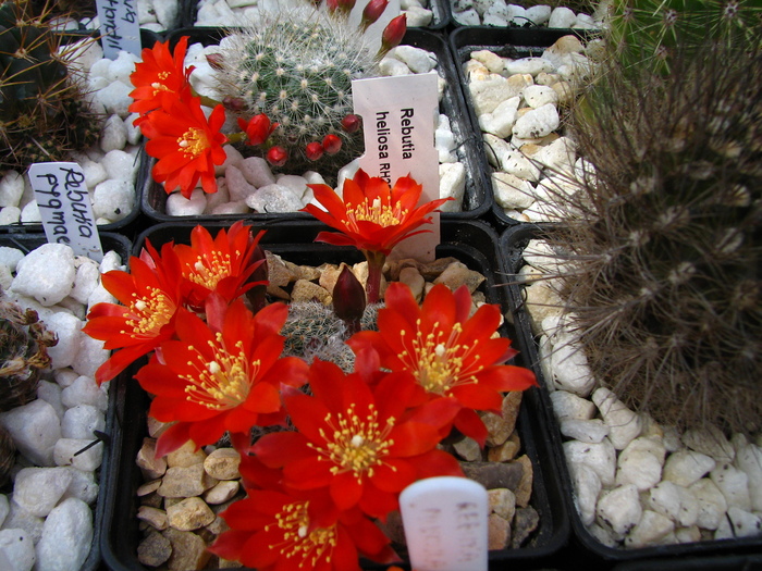 heliosa (1) - Rebutia