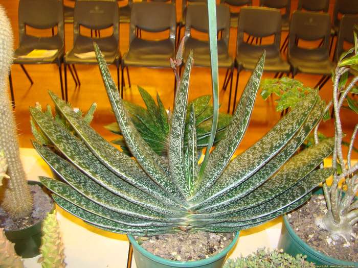 gasteria_carinata_sb_1357_1