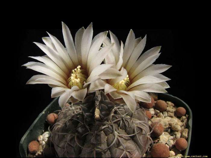 gymnocalycium_stellatum_080519