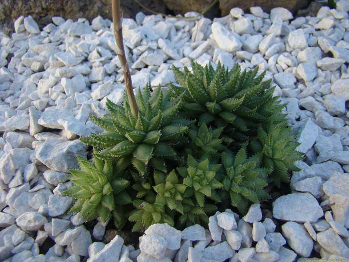 haworthia_herbacea_1