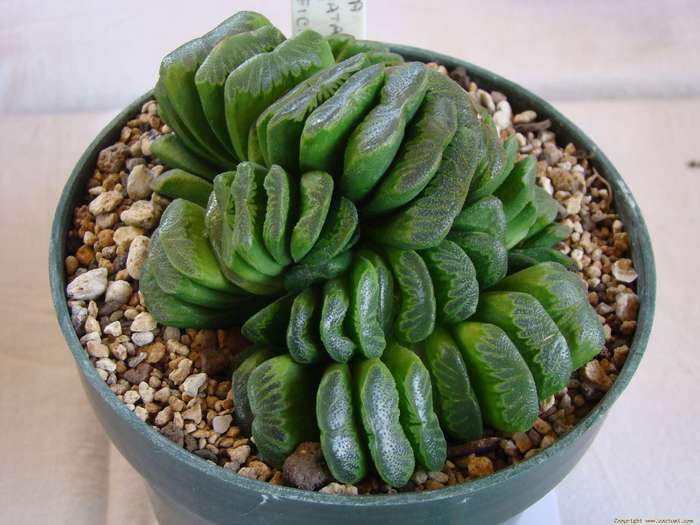 haworthia_truncata_var__magnifica