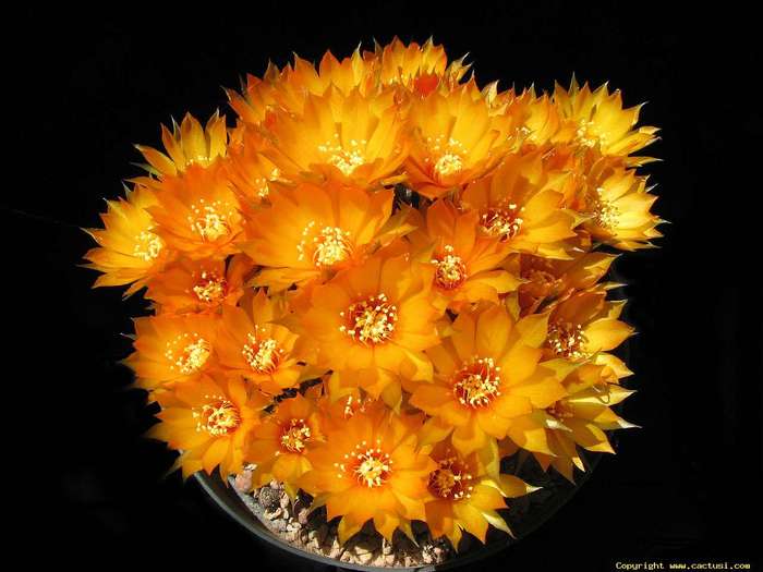 lobivia_arachnacantha_080516