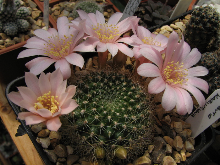 kariusiana (1) - Rebutia