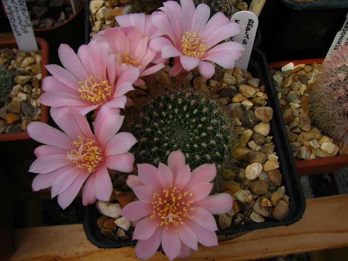 kariusiana (3) - Rebutia