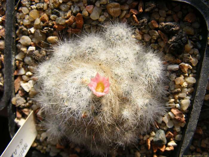 mammillaria_glaasi