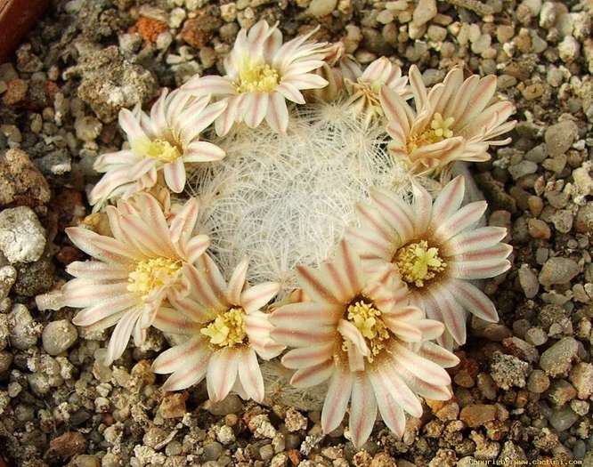 mammillaria_lasiacantha_sb_1063_hipoloto_coahuila