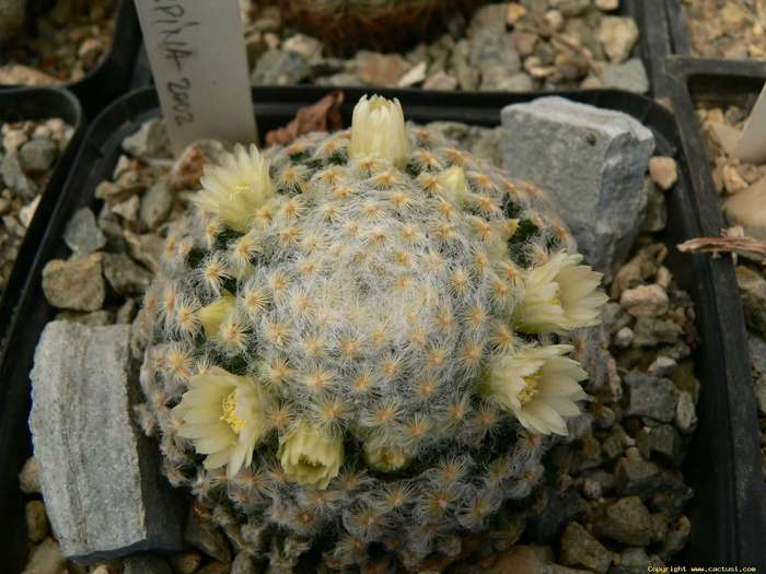 mammillaria_schiedeana_f_plumosa