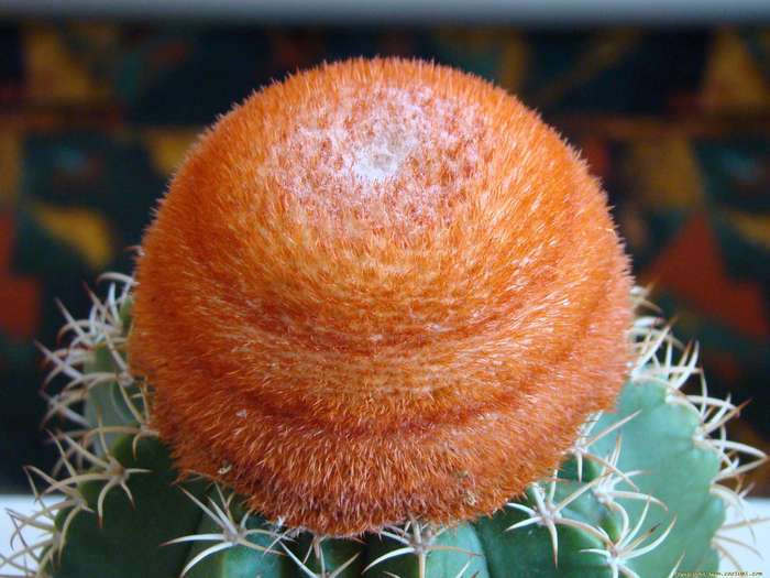 melocactus_matanzanus1