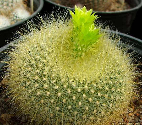 noto_graessneri_resize - Cactusi