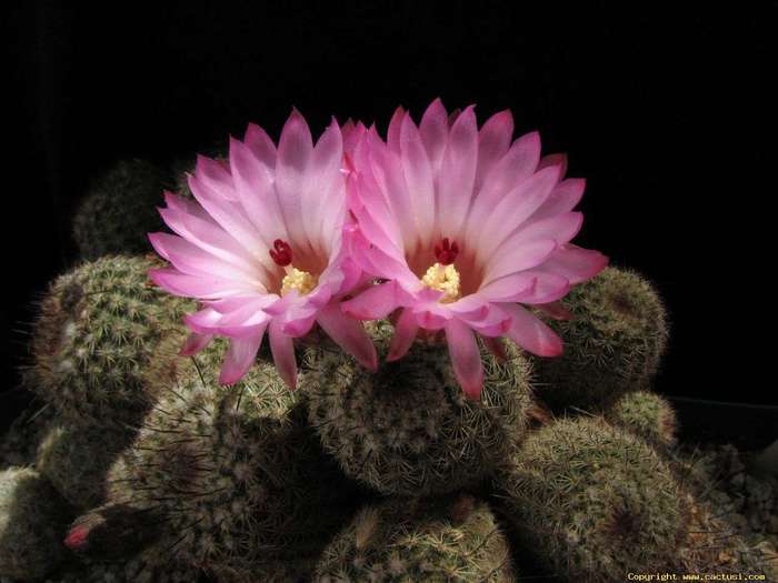 notocactus_roseiflorus_080512 - Cactusi