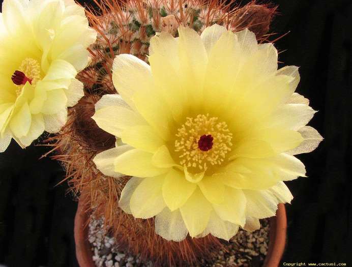 notocactus_schlosseri_070530 - Cactusi