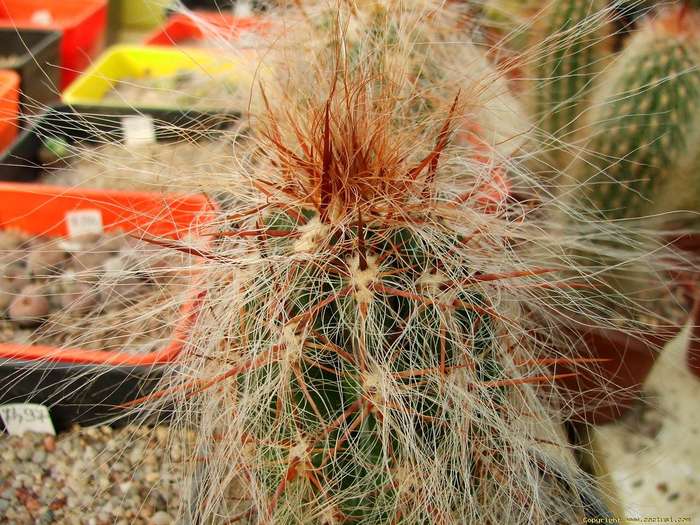 oreocereus_fossulatus_r - Cactusi