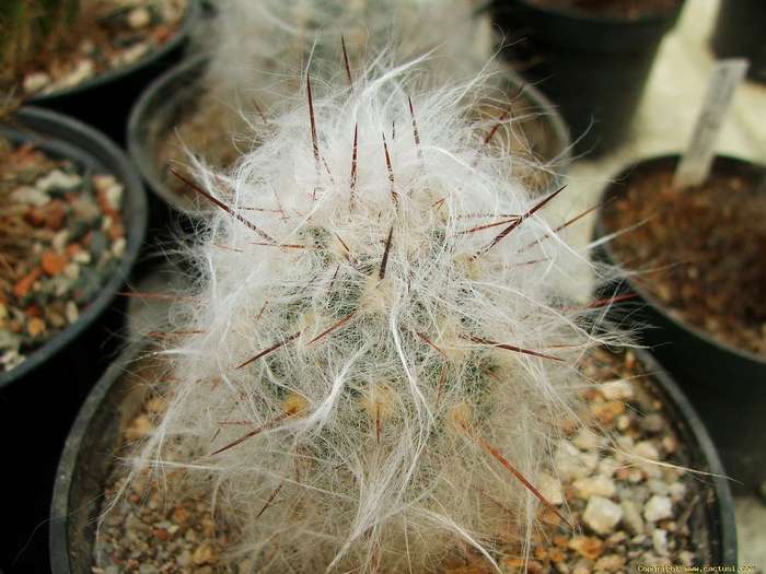 oreocereus_luribayensis_kk_1336_luribay_r - Cactusi