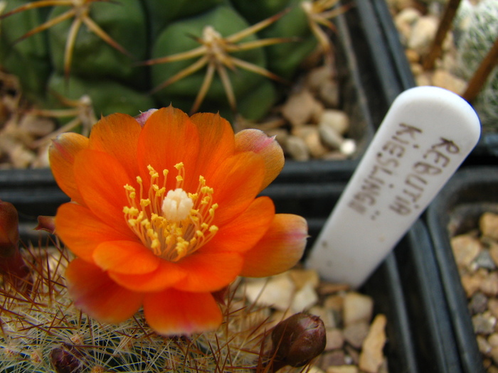 kieslingii - Rebutia