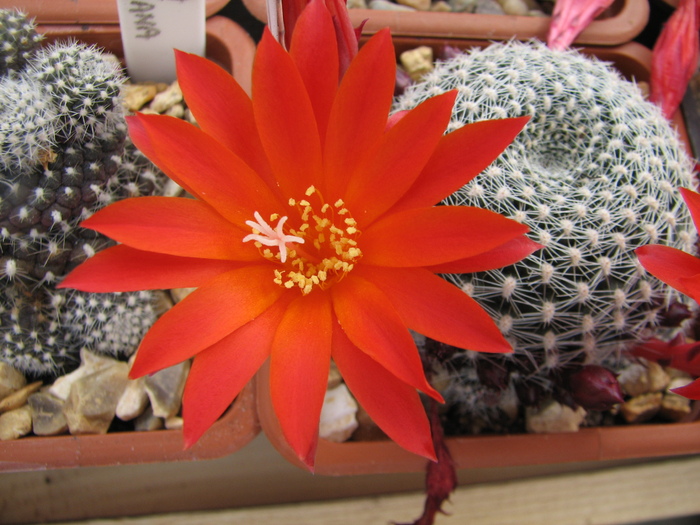 krainziana (1) - Rebutia