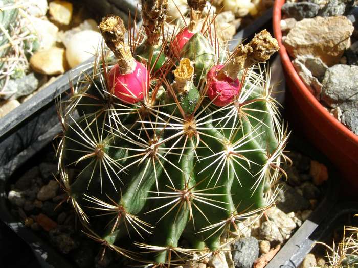 p8301116 - Cactusi