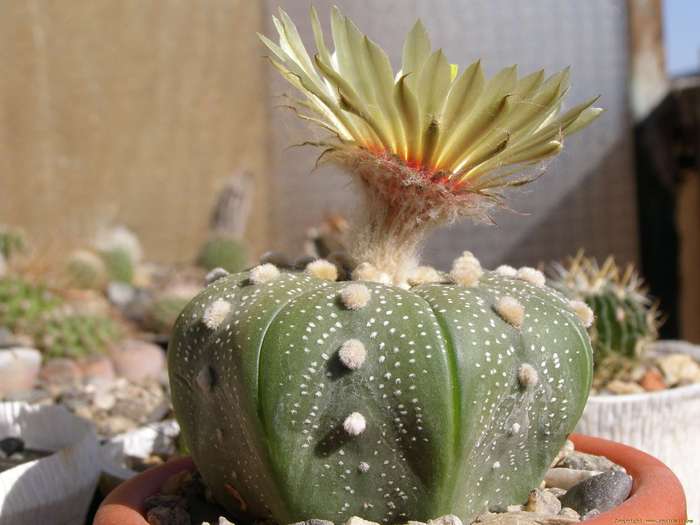 pa181508 - Cactusi
