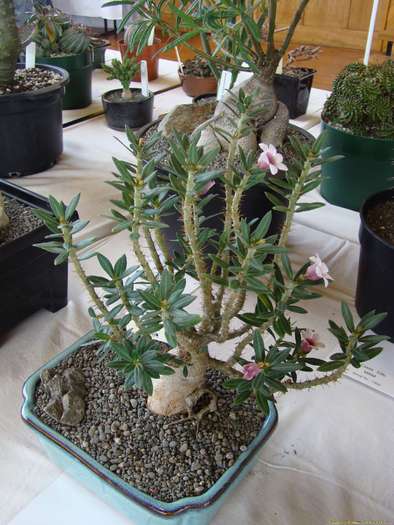 pachypodium_bispinosum_1 - Cactusi