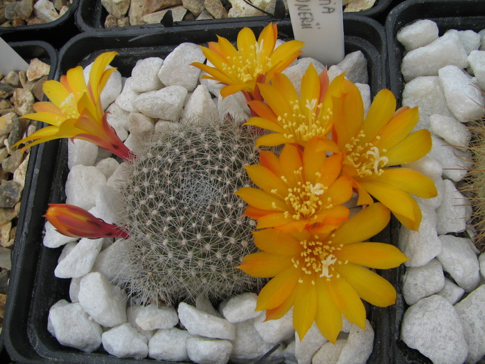 marsonerii - Rebutia