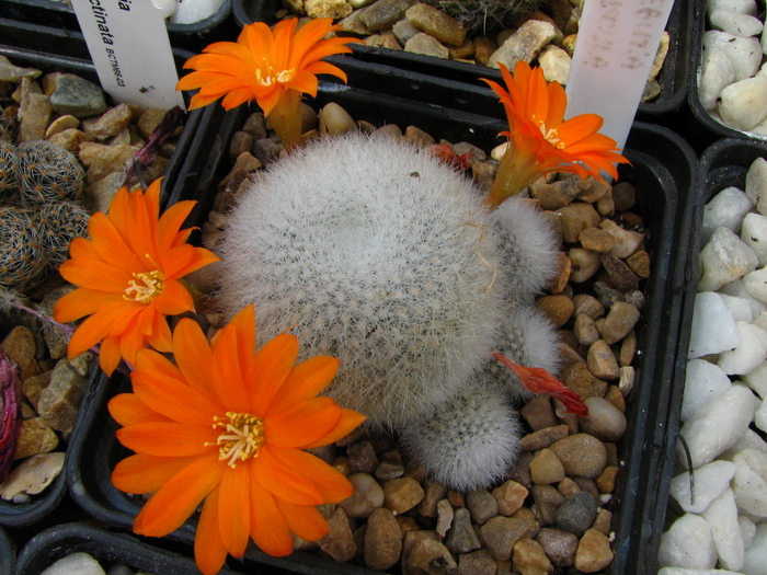 muscula (4) - Rebutia