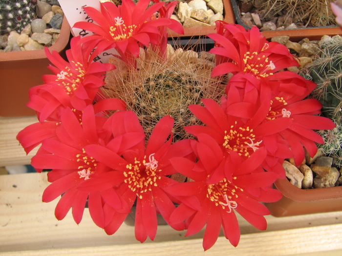 patersonii (1) - Rebutia