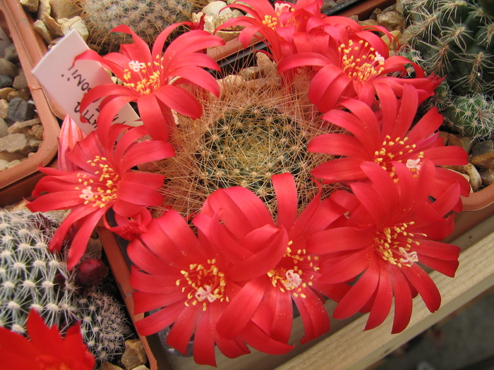 patersonii (2) - Rebutia