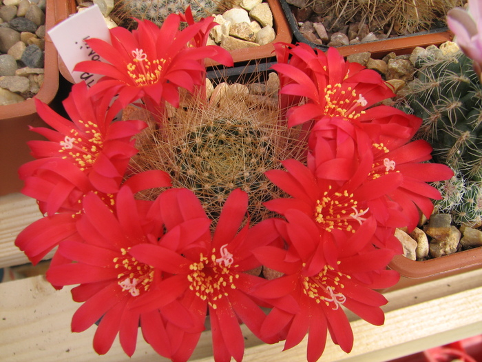 patersonii - Rebutia