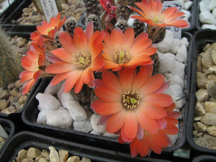 pygmaea (3) - Rebutia