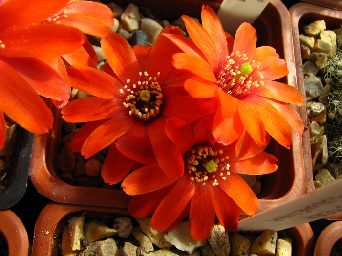 Rebutia sp.1 (4)