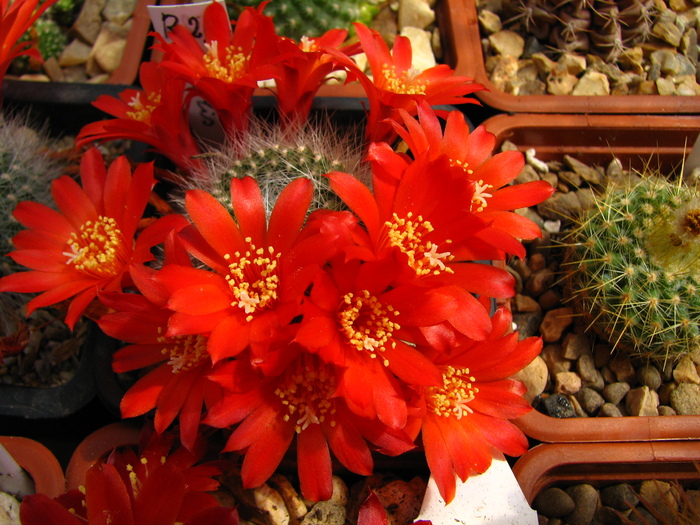 senilis (1) - Rebutia