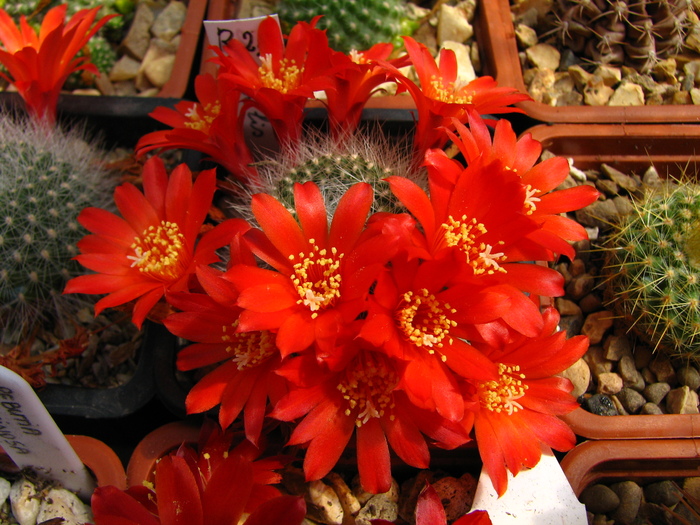 senilis (2) - Rebutia