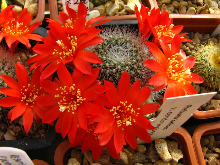 senilis (3) - Rebutia