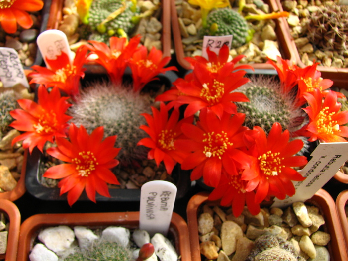 senilis (4) - Rebutia