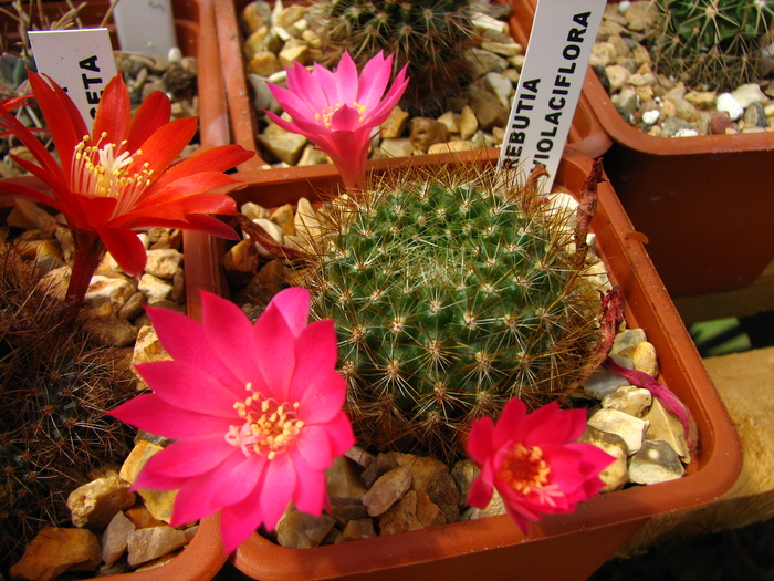 violaciflora - Rebutia