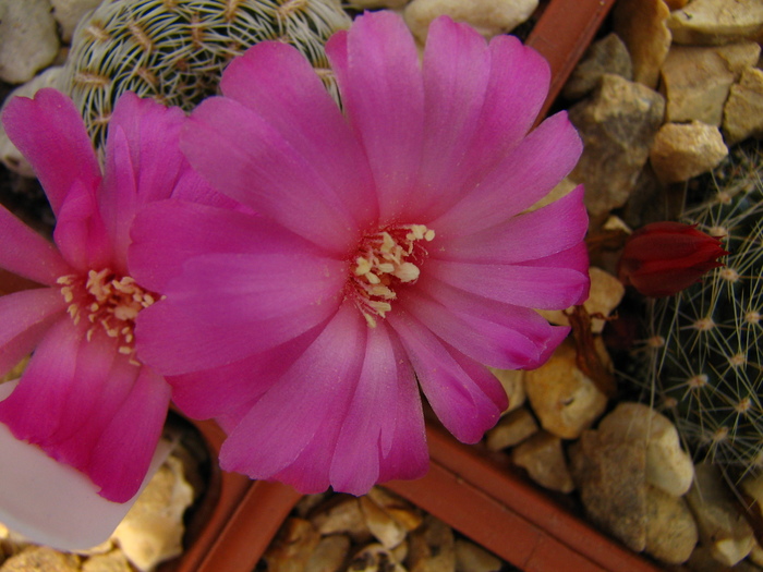 albissima (1) - Sulcorebutia