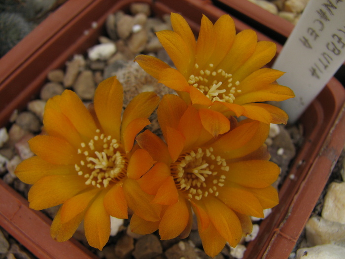 arenacea (1) - Sulcorebutia