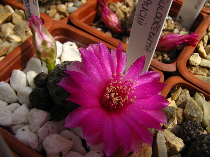 rauchii (1) - Sulcorebutia