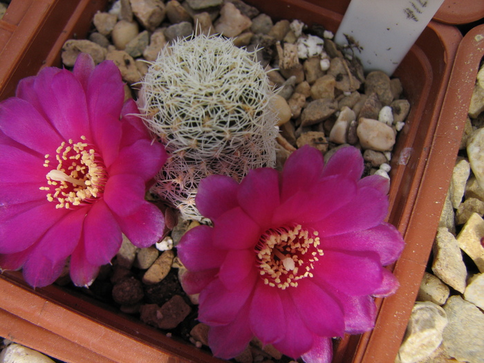 Sulcorebutia sp.2