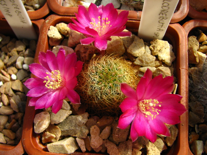 Sulcorebutia sp.3 (1) - Sulcorebutia