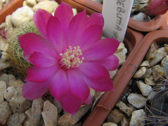 Sulcorebutia sp.3