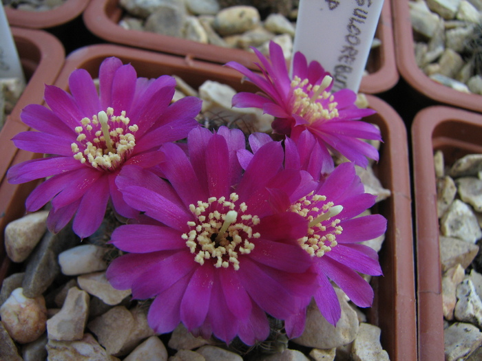 Sulcorebutia sp.4 (3)