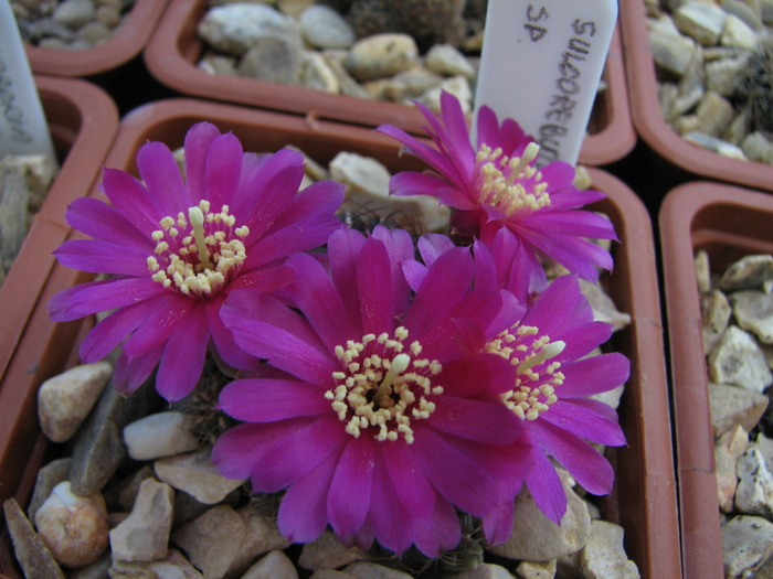 Sulcorebutia sp.4 (4) - Sulcorebutia