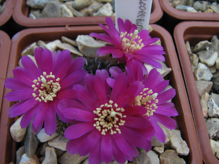 Sulcorebutia sp.4 - Sulcorebutia