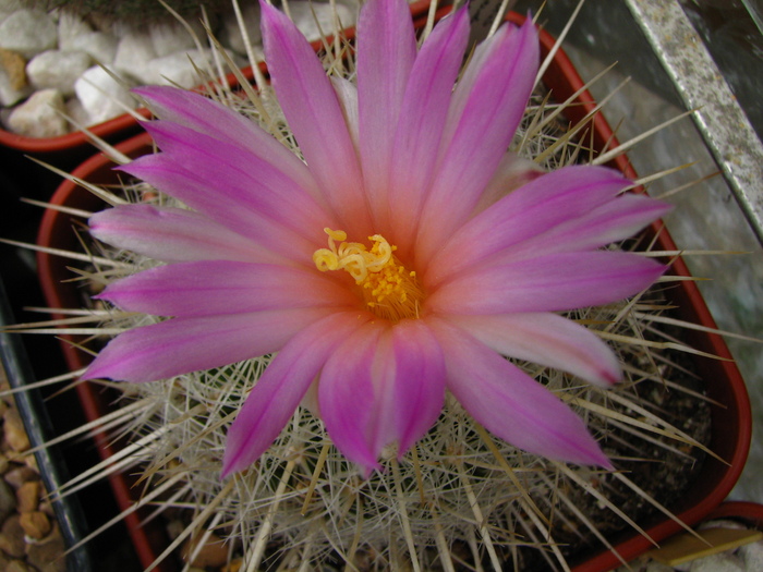 conothelos v.argenteus (2) - Thelocactus