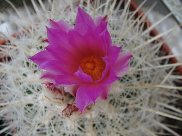 conothelos v.argenteus - Thelocactus